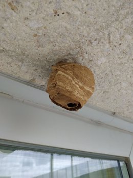 Imagen de un nido de avispas