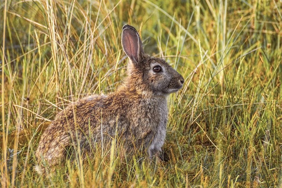 Archivo - Se permite la movilidad para el control cinegético de algunas especies, como el conejo