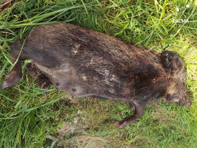 Jabalí abatida por arqueros en la zona rural de Gijón, dentro del programa de control de la especie por el Ayuntamiento