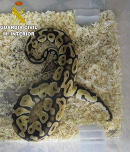 Serpiente Pytnon intervenida