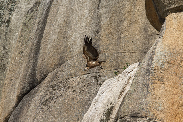 Un Buitre Leonado sobrevuela el entorno perteneciente a La Pedriza donde se encuentra una zona de nidificación de estas especies, a 24 de mayo de 2021, en La Pedriza, Madrid, (España).