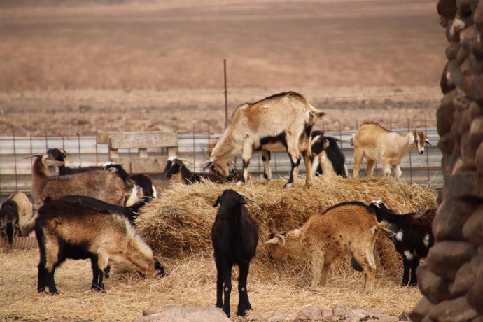 Canarias destina 850.000 euros en ayudas para compatibilizar la producción agrícola con el cuidado del medioambiente