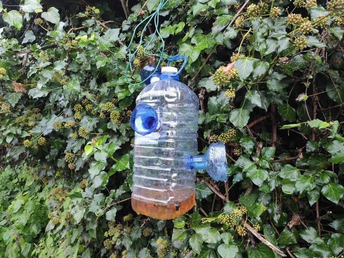 Archivo - Trampa para avispa asiática en Oviedo