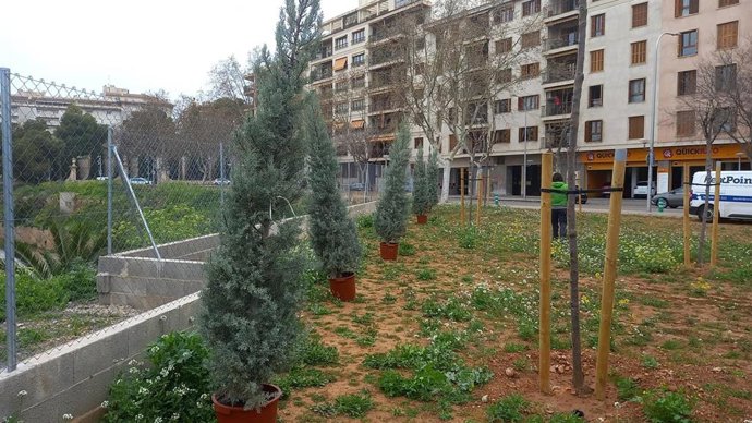 Imagen de los cipreses sembrados este miércoles en el solar.