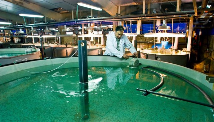 El IEO localiza en el Mediterráneo reservas del virus que causa necrosis nerviosa en peces de la industria acuícola