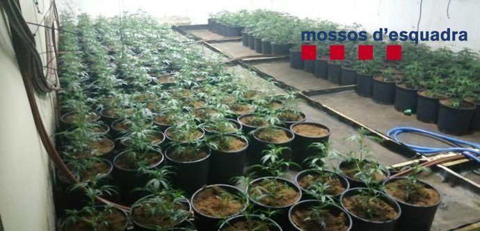 Los Mossos dEsquadra detienen a un hombre y desmantelan una plantación de marihuana en una casa de Santa Cristina dAro (Girona).