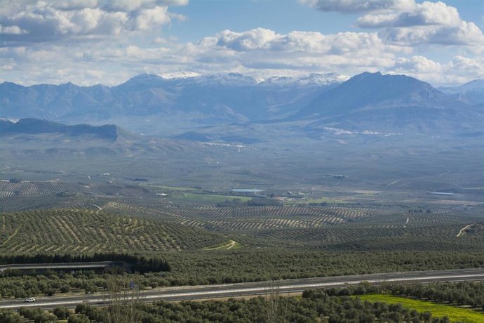 Archivo - Campos de olivos en Jaén
