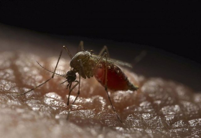 Archivo - Mosquito Aedes aegypti , transmisor del virus del Zika.