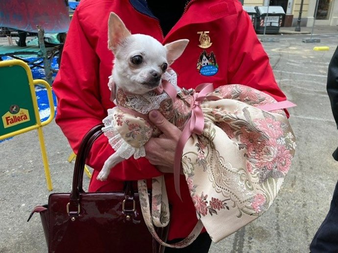 La perrita Barbie, fallera mayor infantil de la Comisión Canina de la Falla Joaquín Costa- Burriana, durante el primer pasacalles canino fallero