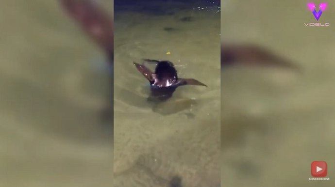 CAPTAN A UNA FOCA CAZANDO PECES BAJO LA BIOLUMINISCENCIA