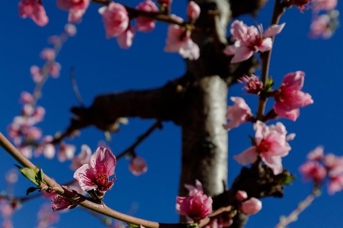 Flor en la rama de un melocotonero, a 21 de febrero de 2022, en Cieza, Murcia (España). Este municipio murciano, situado en la comarca de la Vega Alta del Segura, ofrece cada año que se acerca a la primavera un paisaje característico por el rosa de sus 