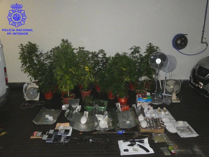 Desmantelada una plantación de marihuana en San Felices de Buelna