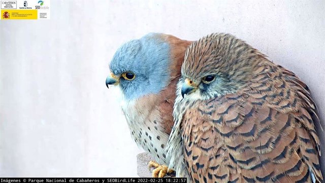 Pareja de cernícalo primilla en el Parque Nacional de Cabañeros, vista en web cam.