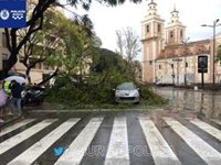 Las lluvias derriban un árbol de gran porte en el centro de la ciudad de Murcia