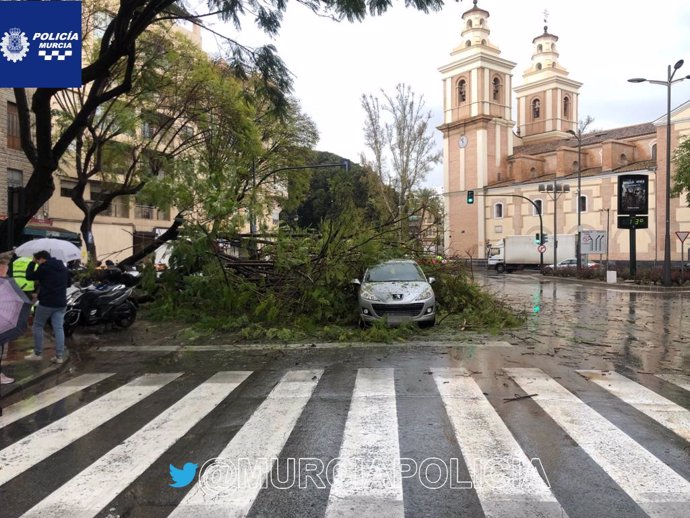 Las lluvias derriban un árbol de grandes dimensiones en el centro de la ciudad de Murcia