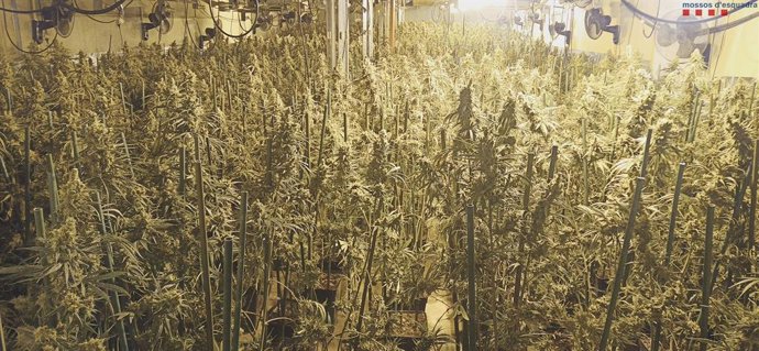 Imatge de la plantació en una nau industrial de Subiats (Barcelona)