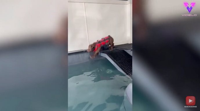 Desafortunado cachorro se cae en la piscina