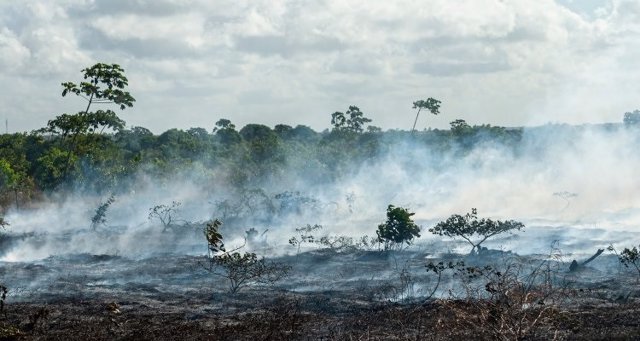 Científicos han desarrollado una nueva serie temporal para las emisiones globales de carbono de la deforestación