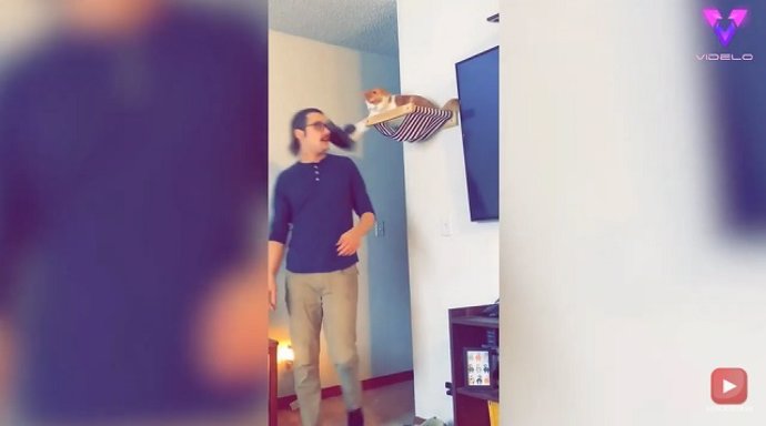 Gato escurridizo roba el sombrero de su dueño // Vídeos divertidos de gatos