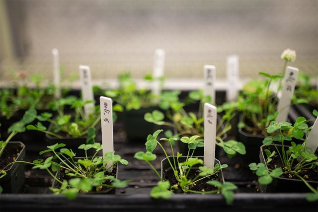 Científicos De Todo El Mundo Examinan El Trébol Blanco, Ya Que Está Presente En Casi Todas Las Ciudades De La Tierra Y Proporciona Una Herramienta Para Comprender Cómo Los Entornos Urbanos Influyen En La Evolución.