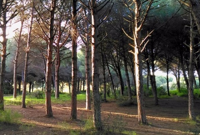 Zona recreativa del pinar de San Roque.