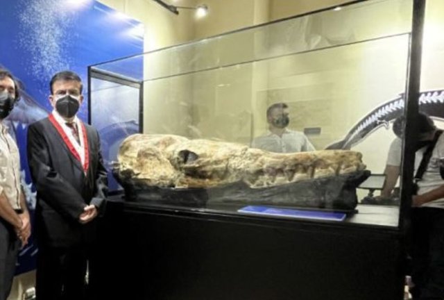 Nuevo basilosaurio de Ocucaje ,