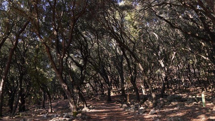 Hábitat forestal de Baleares.