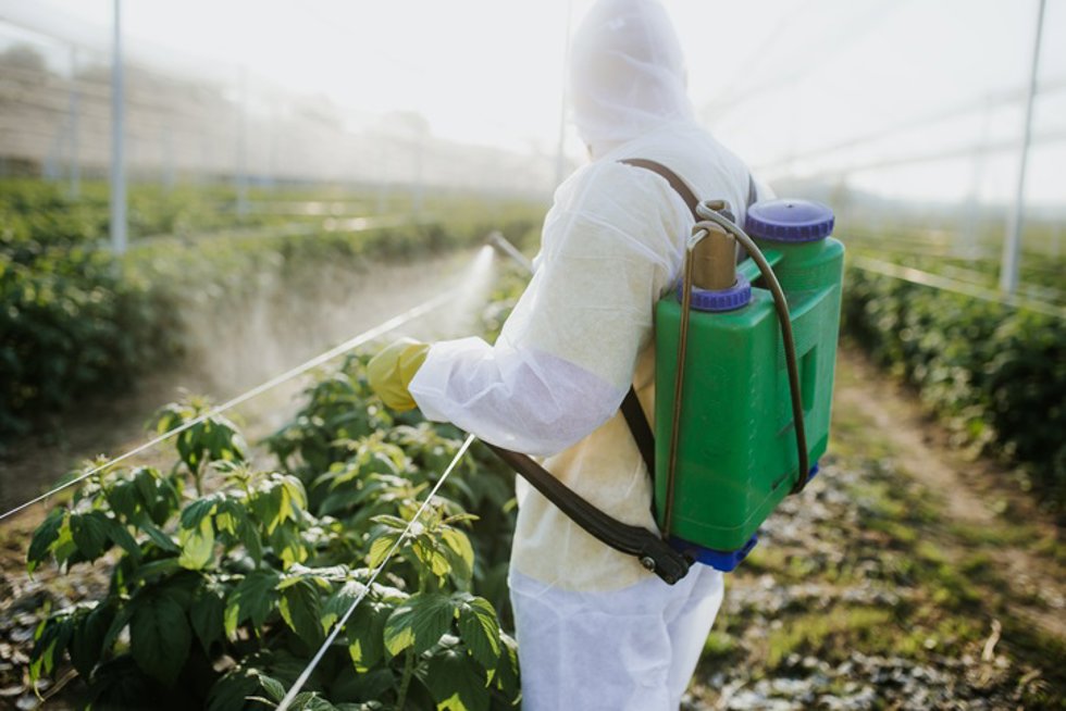 Archivo - Trabajador agrícola se encarga de su finca. Plaguicida