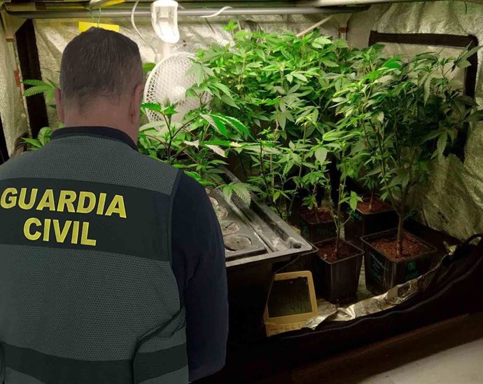 Plantación de marihuana.