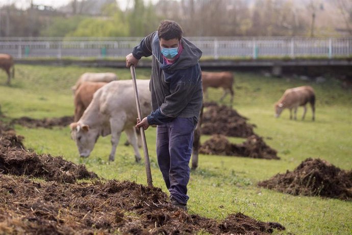 Archivo - Roberto extiende estiércol en la finca donde pastan sus vacas del barrio de A Tolda, en Lugo, Galicia (España), a 24 de marzo de 2021. El sector primario ha sido fundamental durante la pandemia. 