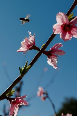 Una abeja sobrevuela la flor de un melocotonero en Cieza, a 21 de febrero de 2022, en Cieza, Murcia (España).