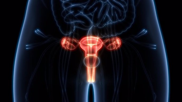 Archivo - Ovarios. Sistema reproductor femenino.