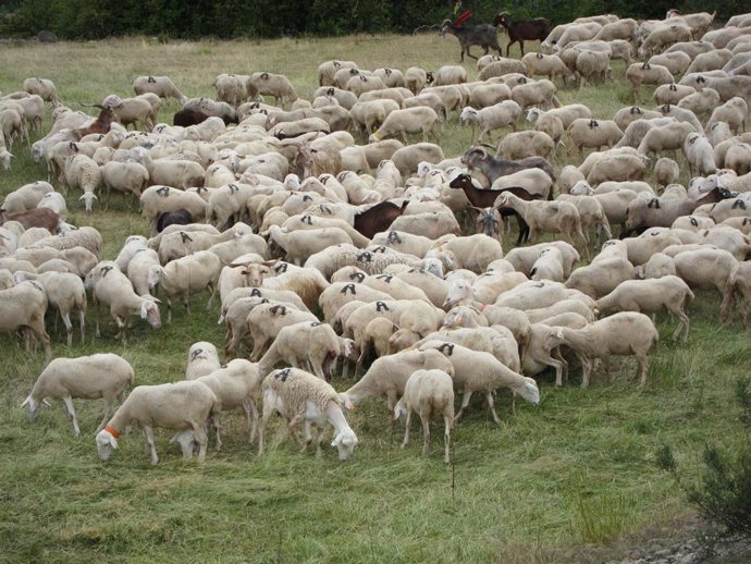 Archivo - Jóvenes ganaderos del Alto Aragón reivindican la labor del sector primario para "mantener vivo" el medio rural.