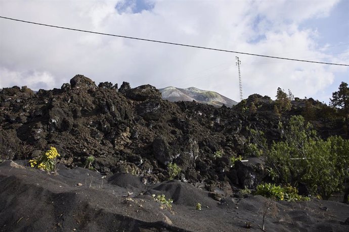 Vegetación y flores junto a ceniza del volcán, en las inmediaciones de Tacande, a 25 de febrero de 2022, en El Paso, La Palma, Canarias (España).