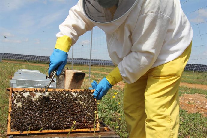 La agrovoltaica permite un uso eficiente del suelo y mejora la biodiversidad, según un experto