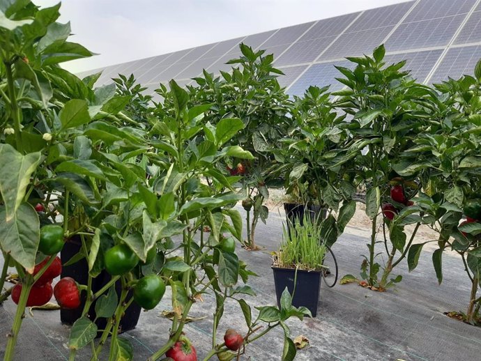 Agrovoltaica en Totana (Murcia)