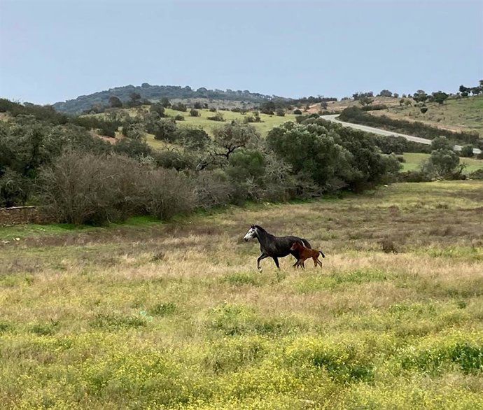 Nace la primera potra de raza equina marismeña en el Centro de Investigación Agrícola y Ganadera 'Huerto Ramírez' de Huelva.