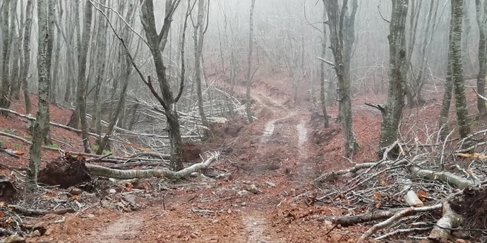Ecologistas en Acción pide la paralización de cortas de los árboles Bergasillas y de Sierra La Hez de Ocón