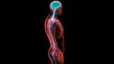 Foto: Un trabajo que revela cómo el sistema nervioso controla el movimiento gana Brain Prize de Fundación Lundbeck
