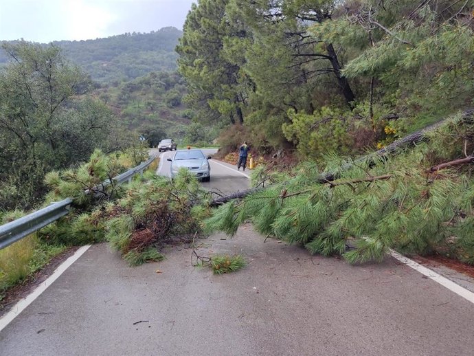 Pinos caídos en la carretera de Jubrique, en la Serranía de Ronda.