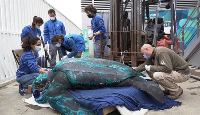 La tortuga llaüt de 230 quilos a la seua arribada a l'Oceanogràfic de València