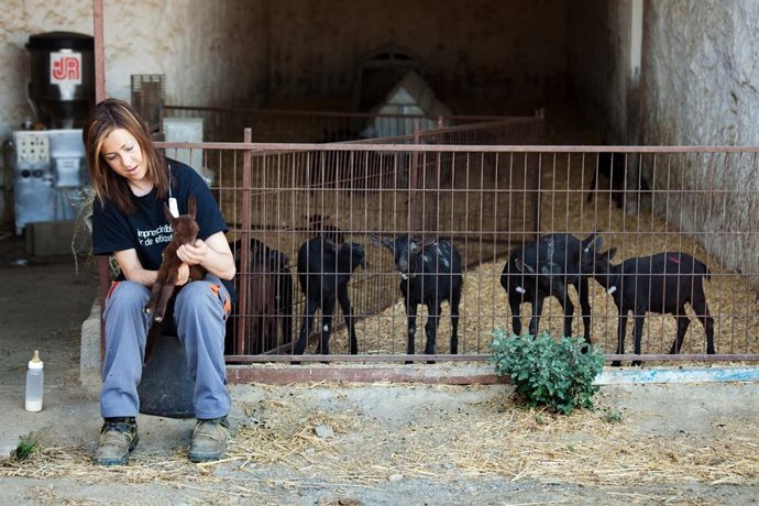 Archivo - Mujer trabajando en el sector ganadero