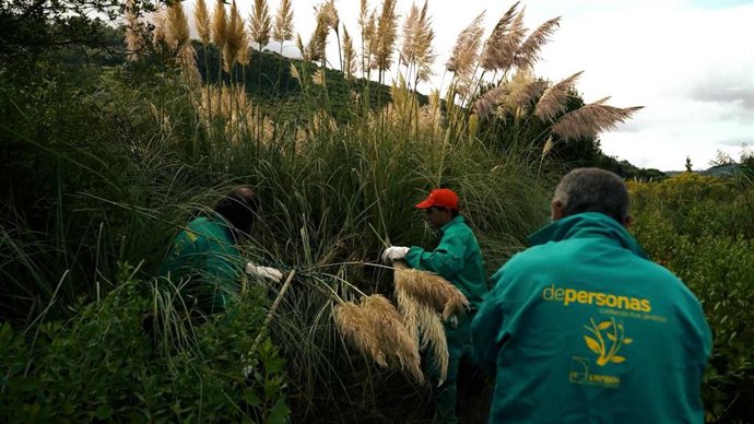 Life Stop Cortaderia
