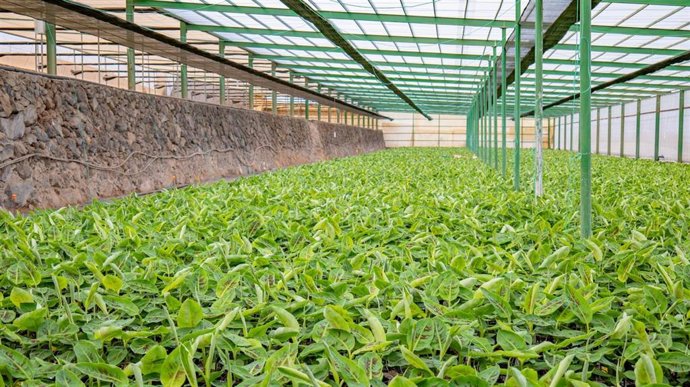 Archivo - Finca de endurecimiento de plantas de platanera en Guía de Isora