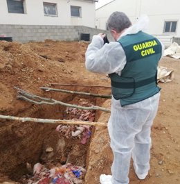 Fosa donde el propietario de la explotación enterró los cadáveres del ganado porcino.