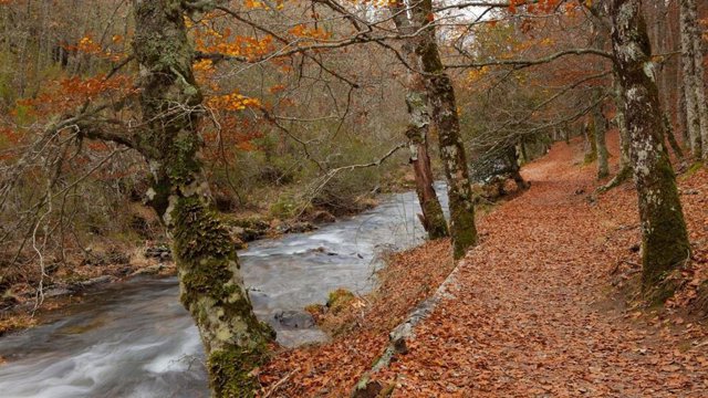 Archivo - Recurso de bosques.