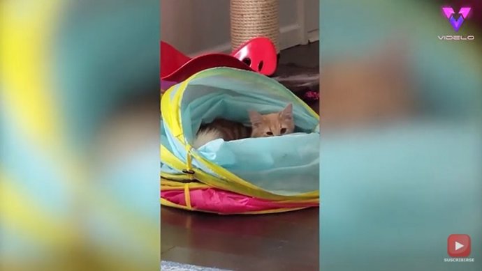 Este gato impide que recojan su juguete favorito