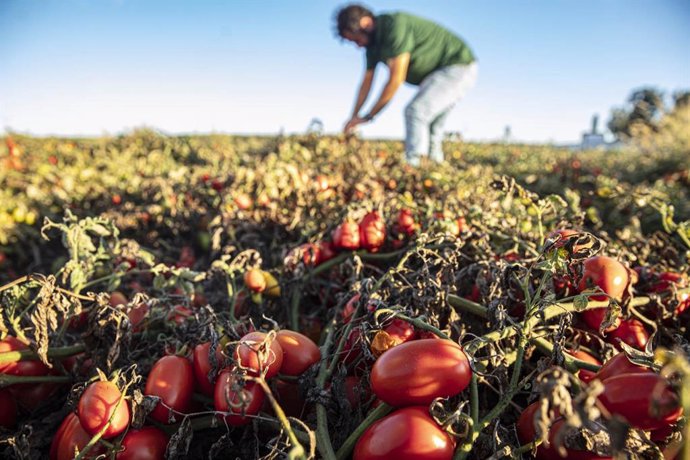 Archivo - Unilever apuesta por la agricultura regenerativa a través de 50 proyectos que impulsan la protección del agua.