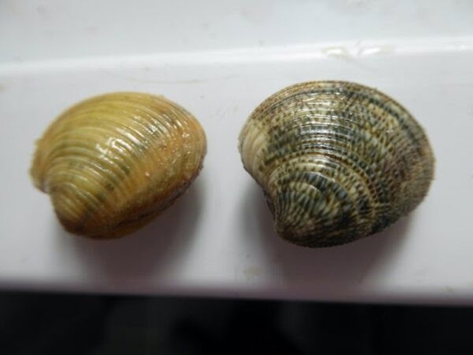 Predicen con satélite el ciclo reproductivo de la chirla onubense para favorecer una pesca sostenible.