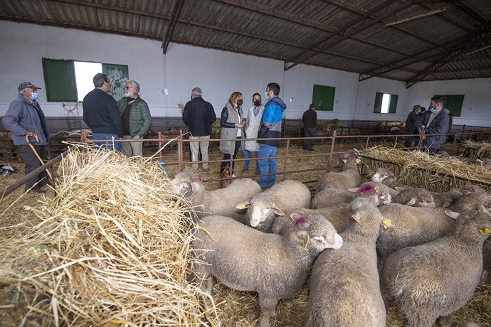La Diputación de Cáceres entre ejemplares de raza merino precoz a ganaderos